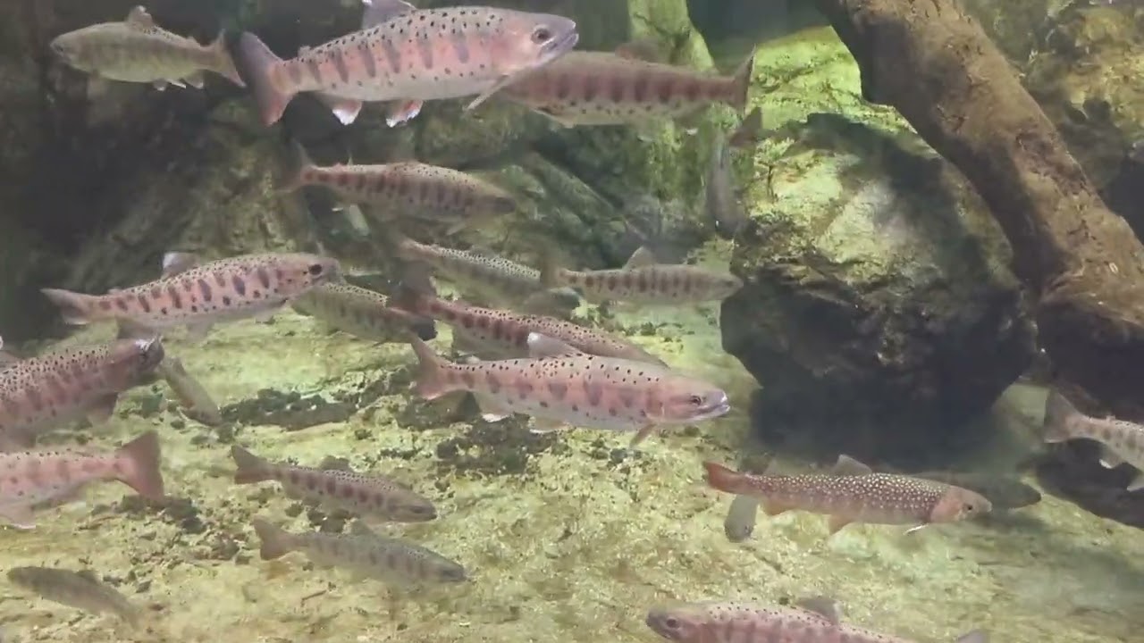 城崎海洋世界 櫻鱒