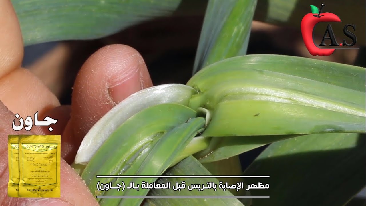 حشرة التربس في محصول الثوم وطرق المكافحة والوقاية والعلاج