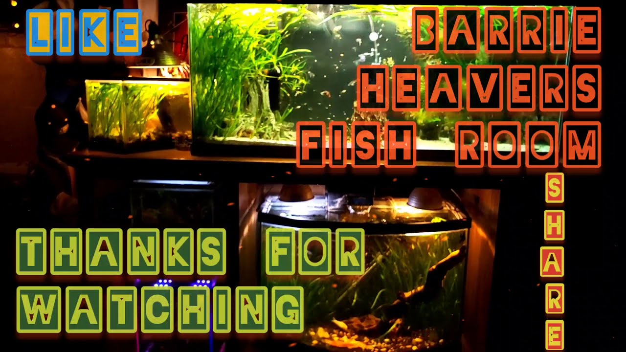 Dramatic aquarium update. Multi tank fish room. Planted aquascapes and DIY tactics.