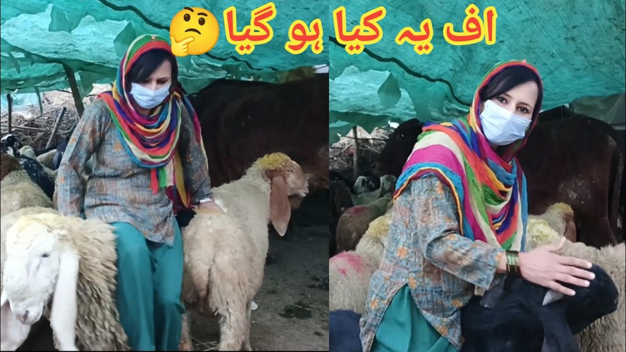 Goat🐐 and Donkey🐴 Riding ll Rj imrana official