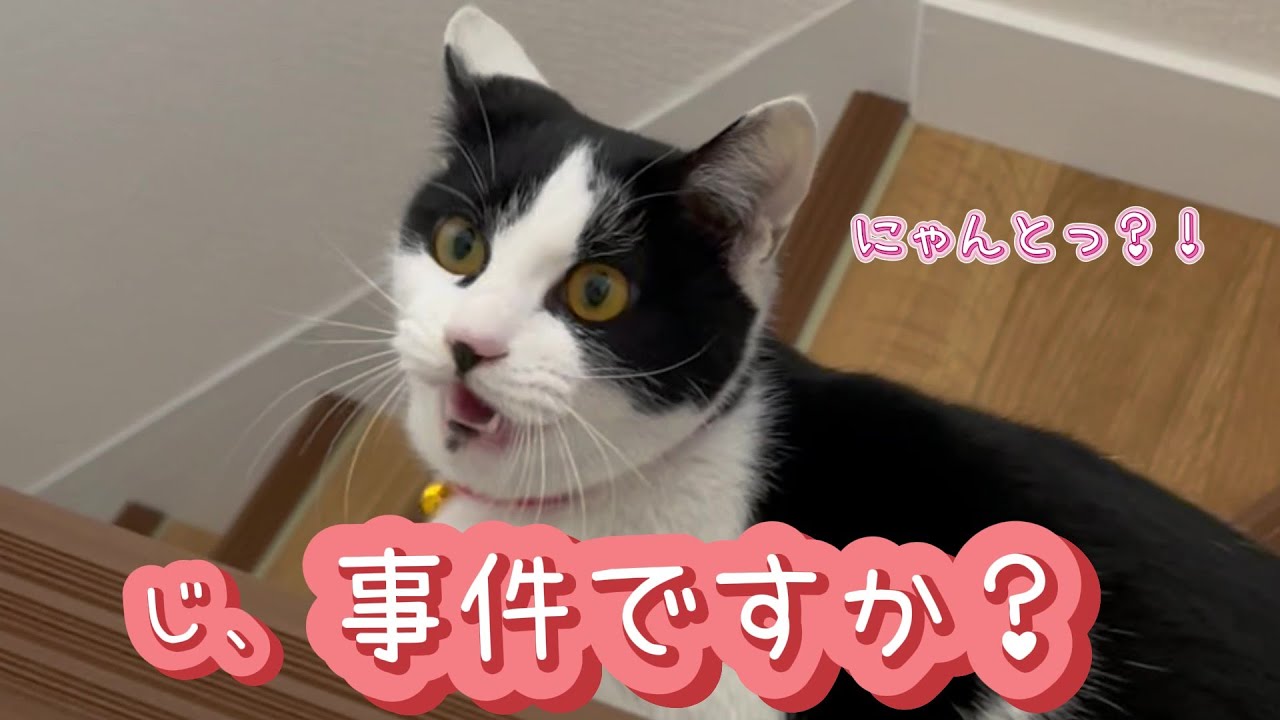 探検家はちこと、消えた黒猫