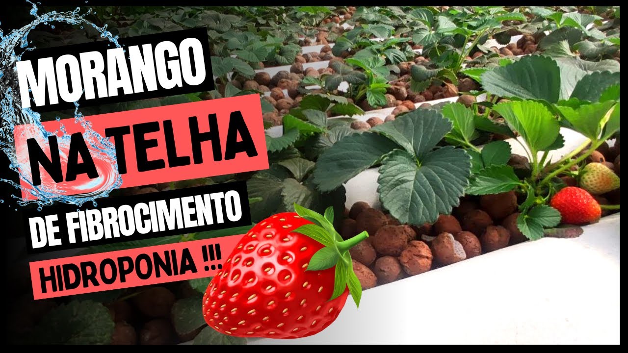 Produzindo morangos na Telha de Fibrocimento - Hidroponia