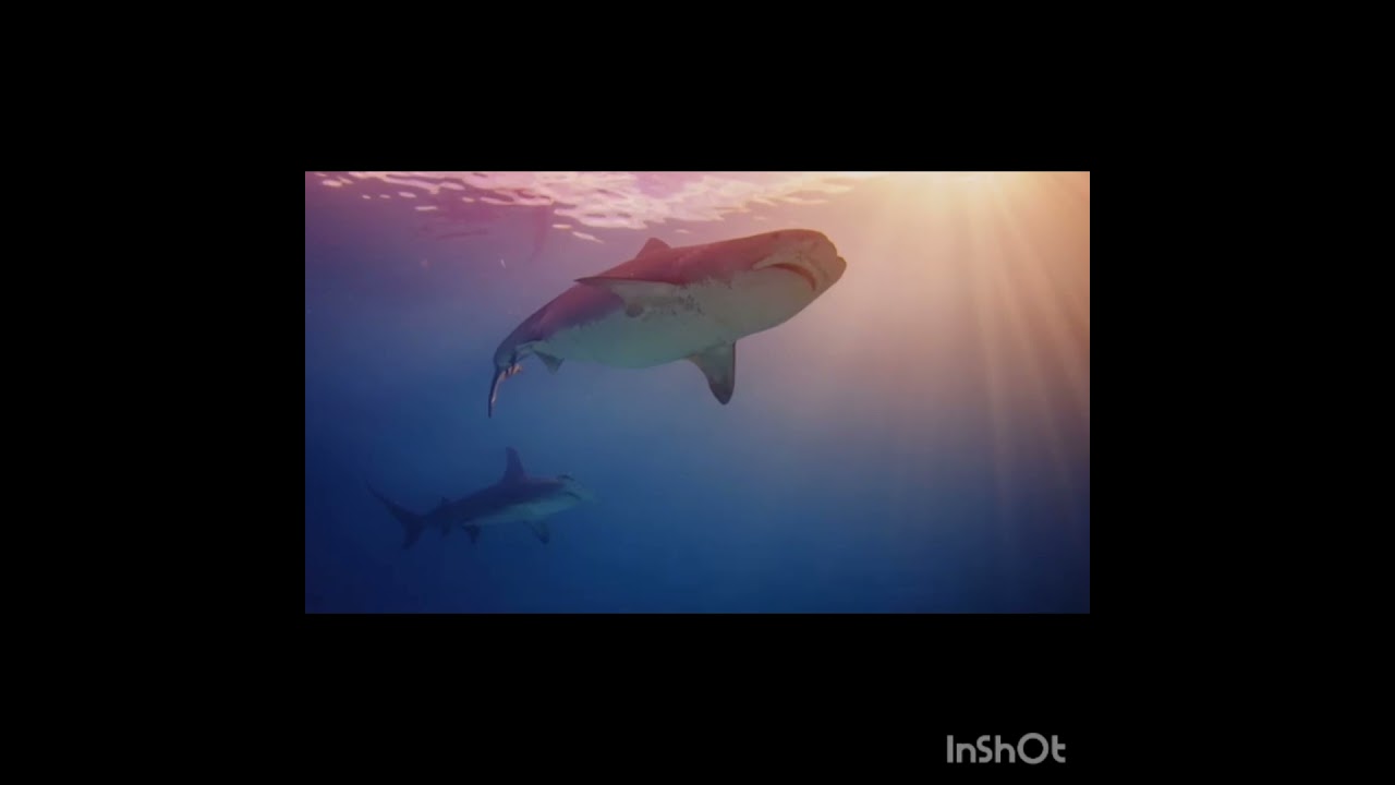 Things To Know About Porbeagle Sharks