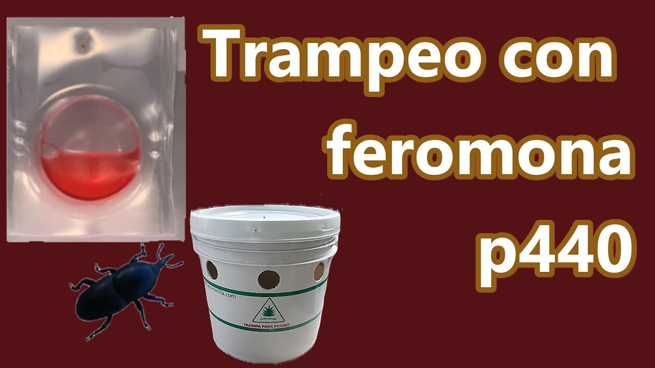 Preparar trampa para picudo del agave con p440