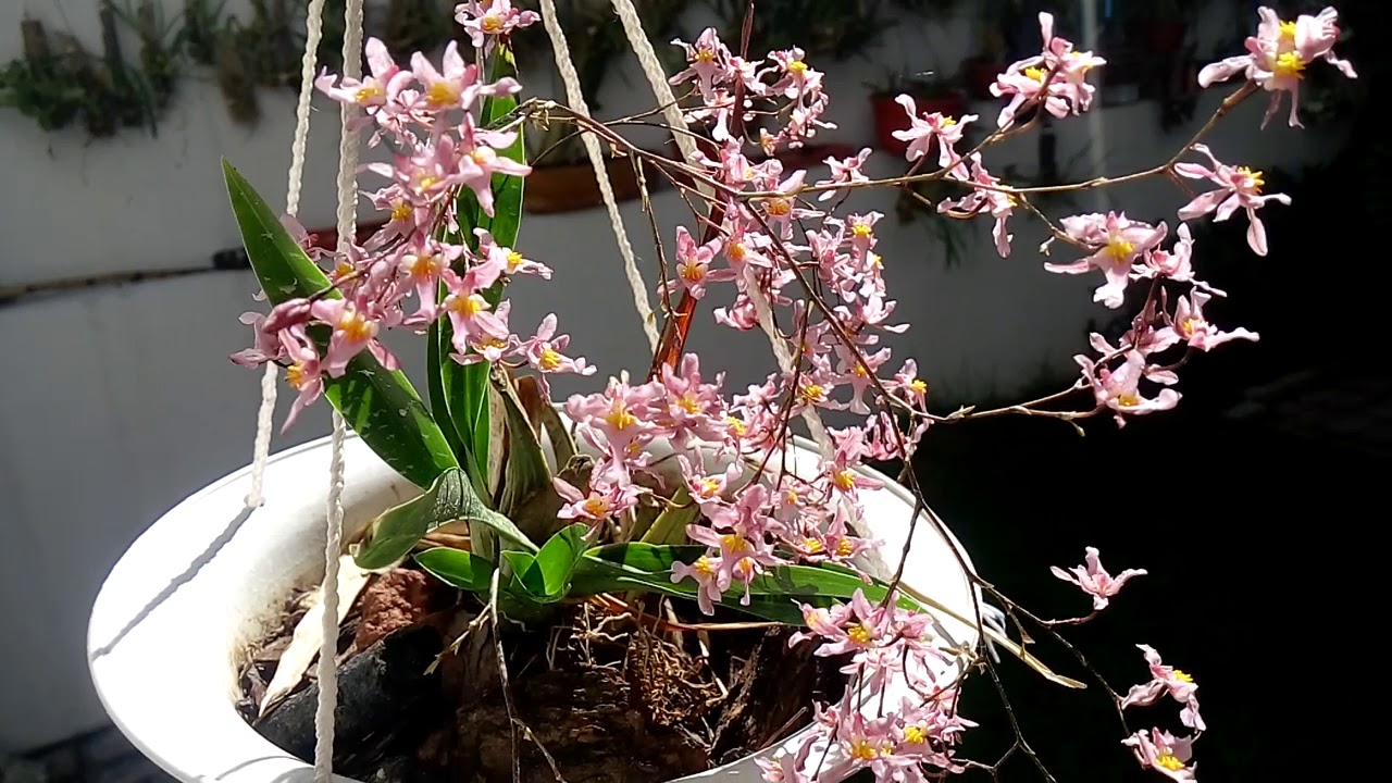 Oncidium sotoanum 2020