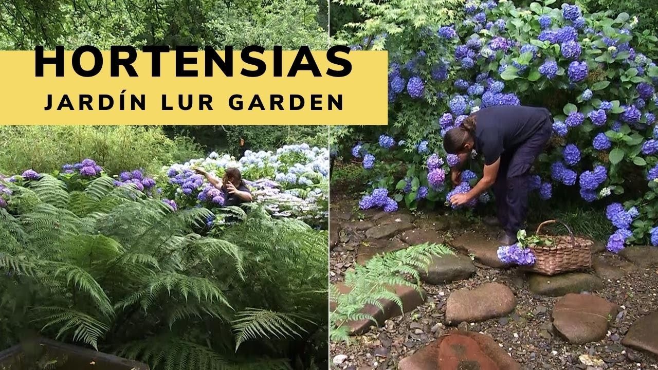 Jardín de hortensias de LUR Garden - Decogarden - Jardinatis