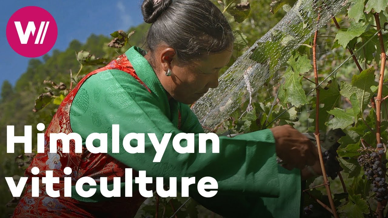 China - Eastern viticulture in cooperation with Western winemakers | Worldwide Wine Civilizations