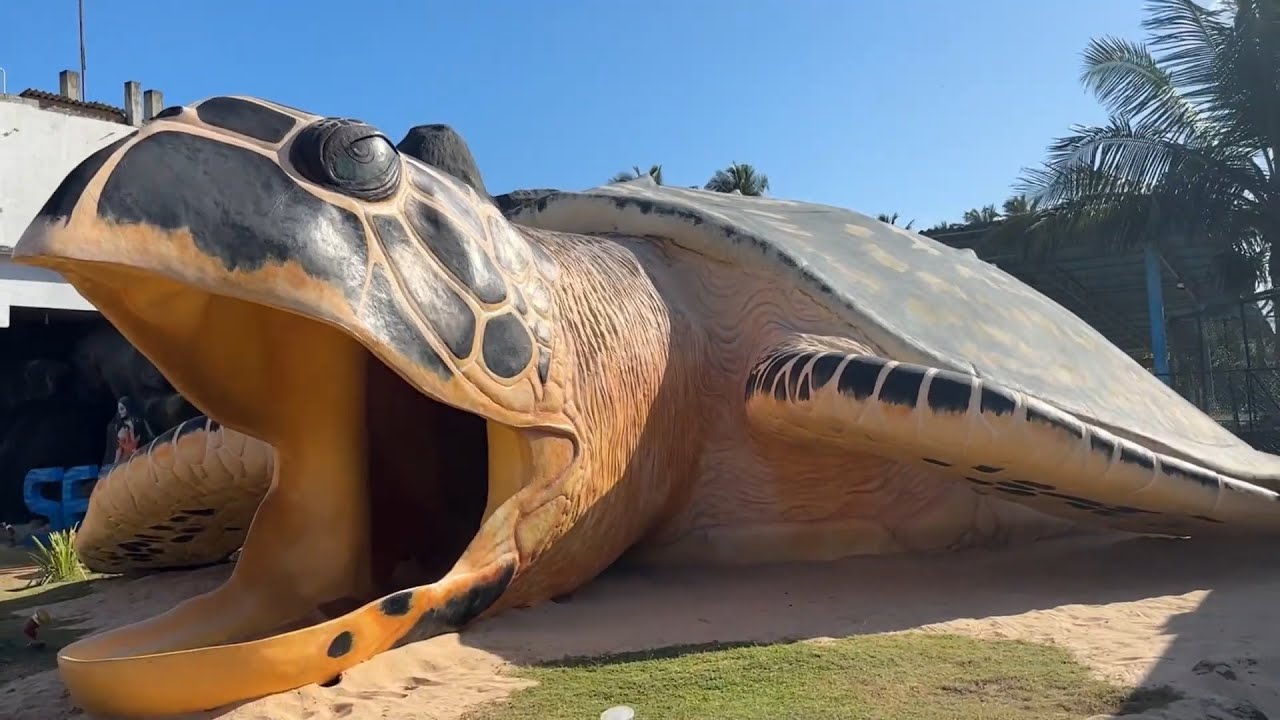 Beautiful Turtles | Turtles Rescue center | Baby turtles released into sea | Sea Animals