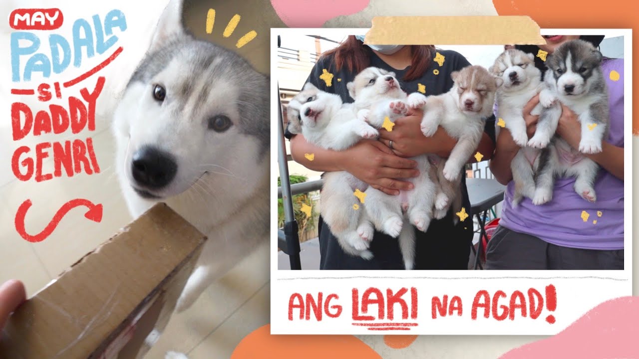 BINISITA KO ANG MGA APOS KO SA LABAS! (BENRI PUPS UPDATE)