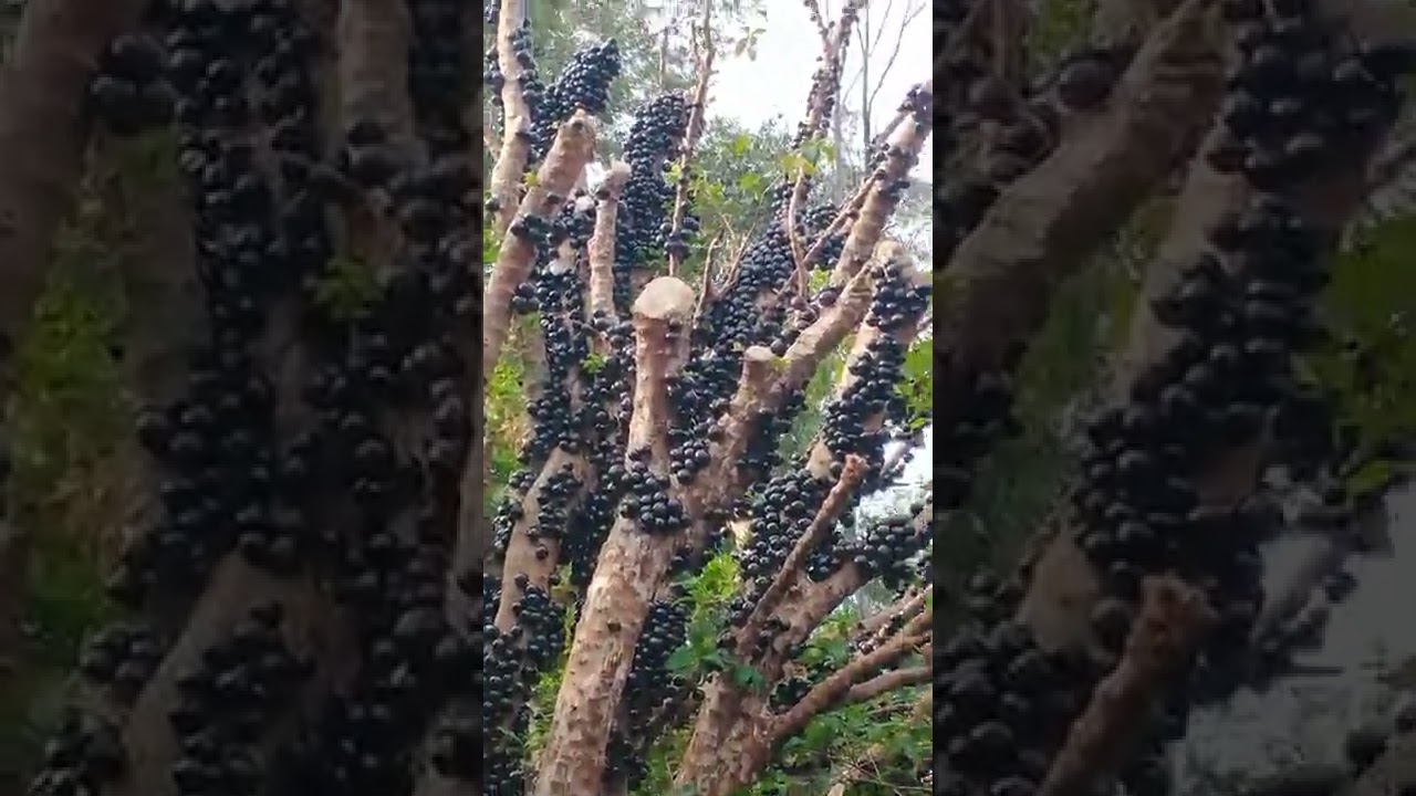 P&eacute; de jabuticaba pode podar a altura?