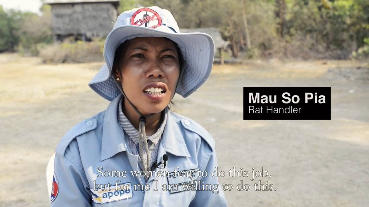 APOPO Cambodia - Landmine detecting HeroRATs