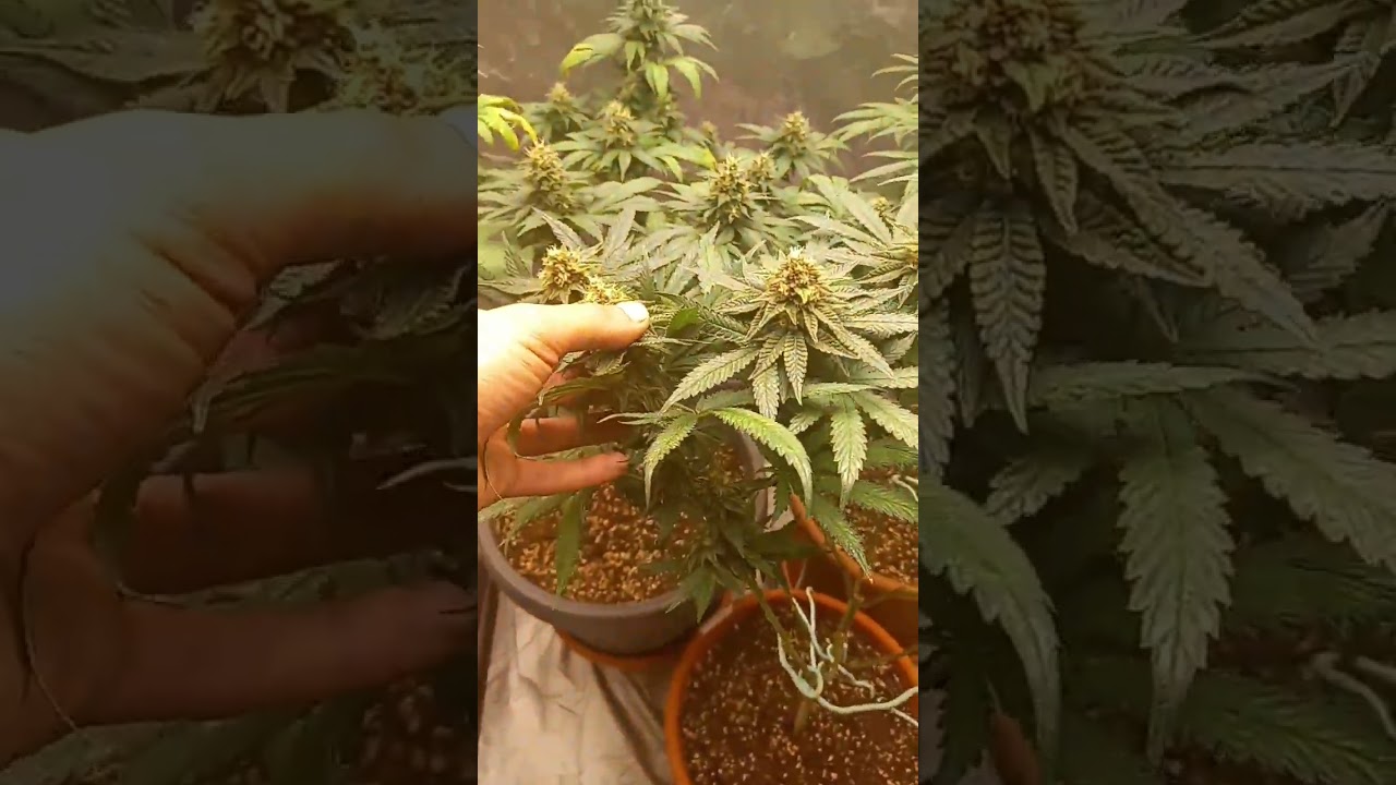 Legendary OG | Watermelon | Gelato 44 Week 7 day 5 flowering #cannabisgrower #organicweed