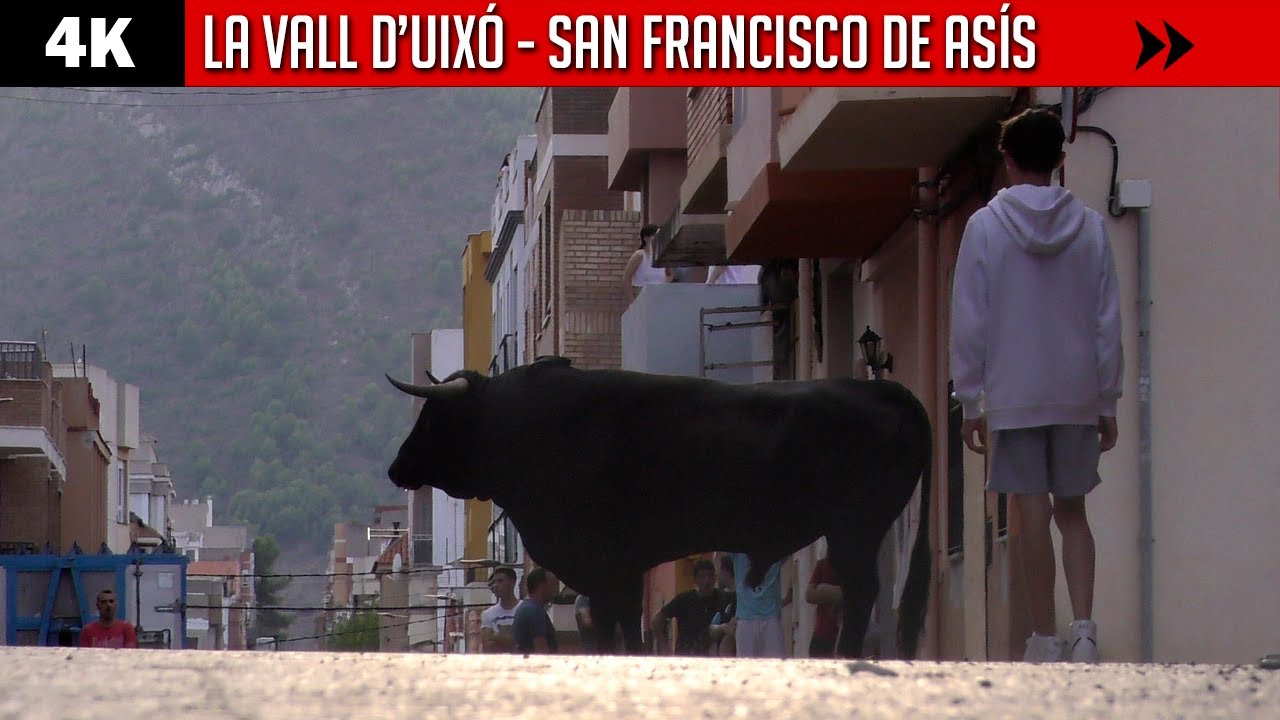 ENFRENTARSE A UN TORO  ▪ LA VALL D´UIXÓ ▪ SAN FRANCISCO DE ASÍS ▶ Toros bravos