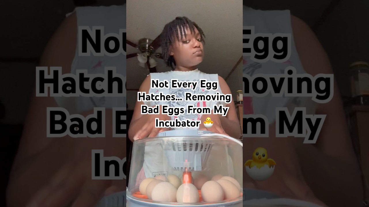 Не каждое яйцо вылупляется. Извлекаю испорченные яйца из инкубатора. #длятебя #шорты #курица #инк...