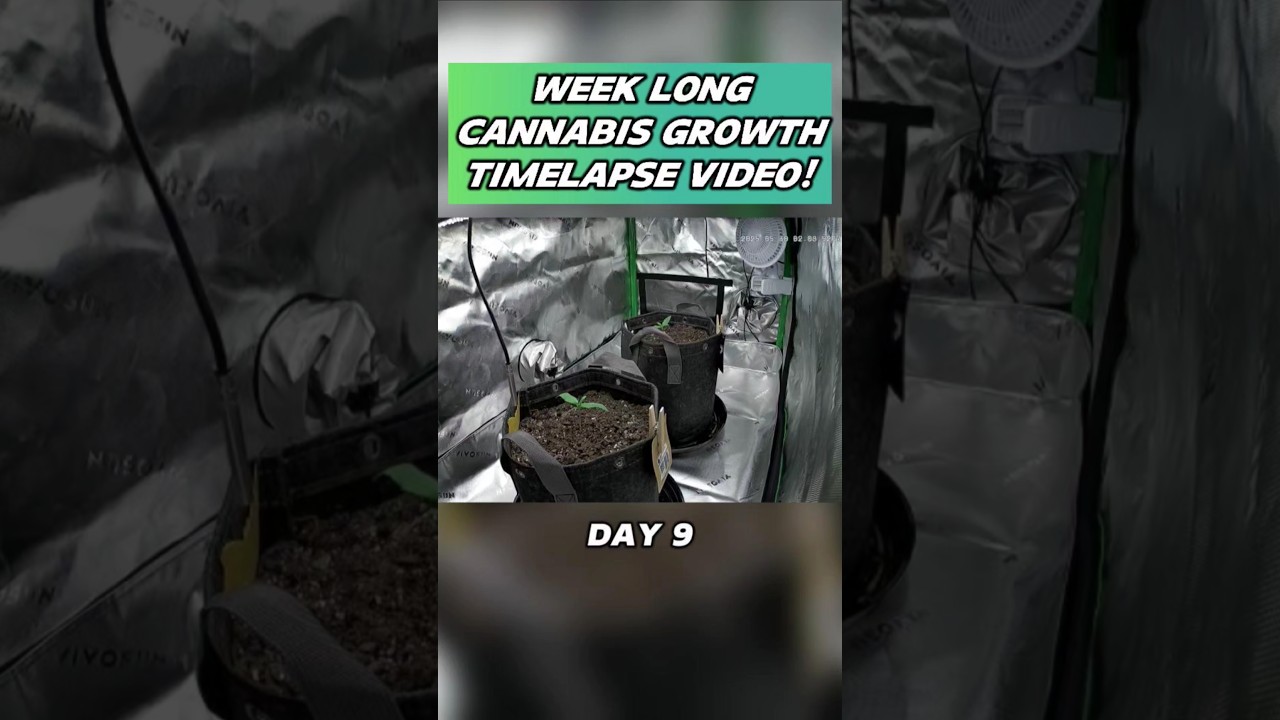 Week Long Cannabis Plant Growth Timelapse!!