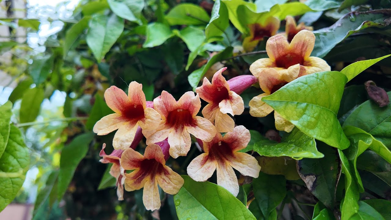 Бигнония капреолата (Bignonia capreolata)