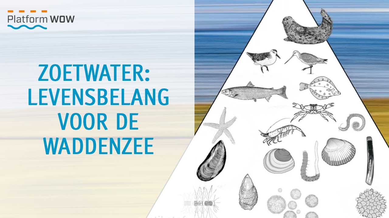 Zoetwater voor de Waddenzee | Waterwebinars 2025 | 19-12-2025
