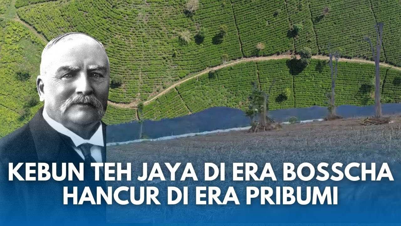 SEJARAH Kebun Teh Pangalengan! Makmur Termasyur era Belanda Dibangun Bosscha, Hancur di era Pribumi