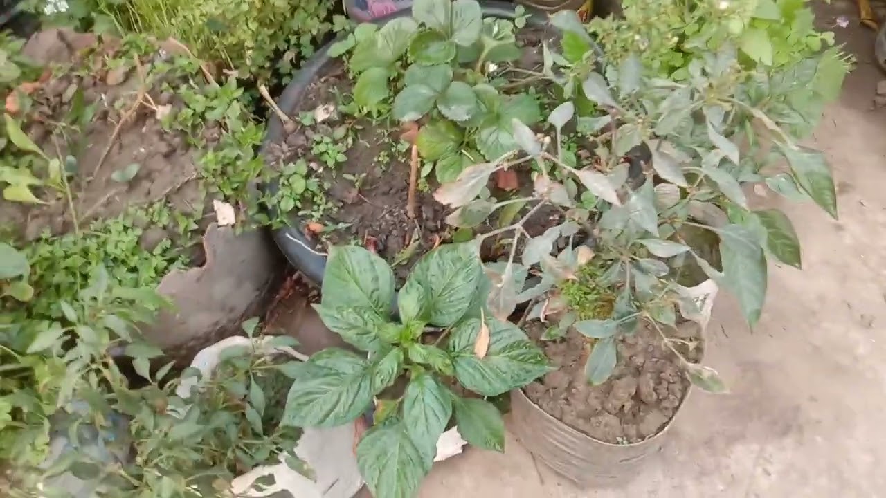 ছাদ বাগানের নানারকম ফু ফুটেছে,চারাগাছ গুলো বড় হয়েছে সবজীর,গাছে পানি দিলাম।