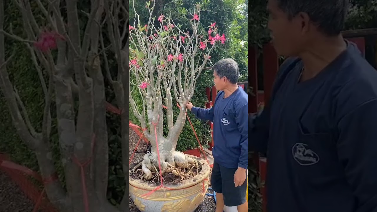 วิธีปลูกชวนชม ต้นใหญ่