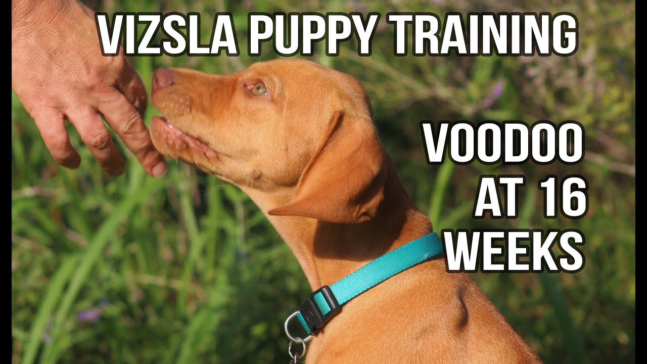 VIZSLA PUPPY - Training progress at 16 weeks for Voodoo the Vizsla
