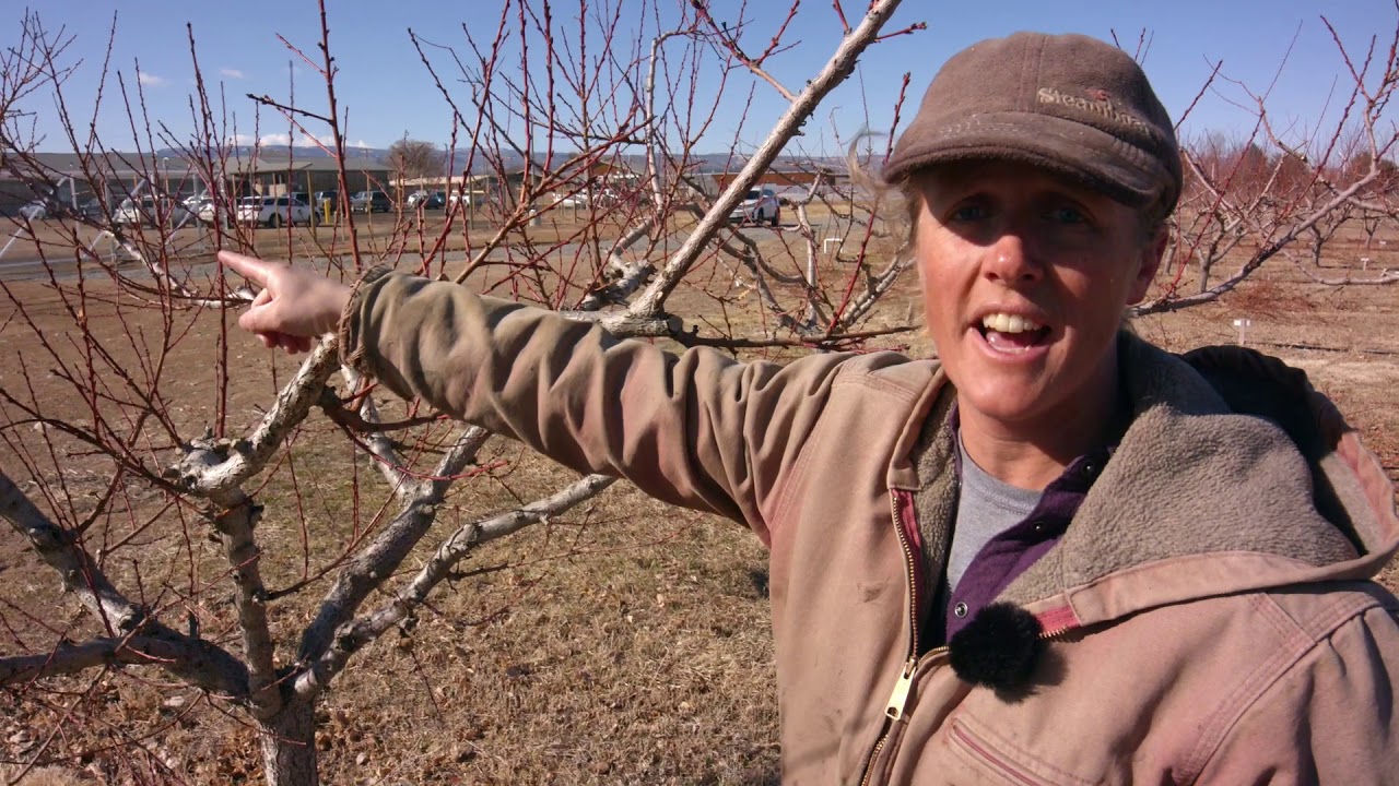Peach Pruning