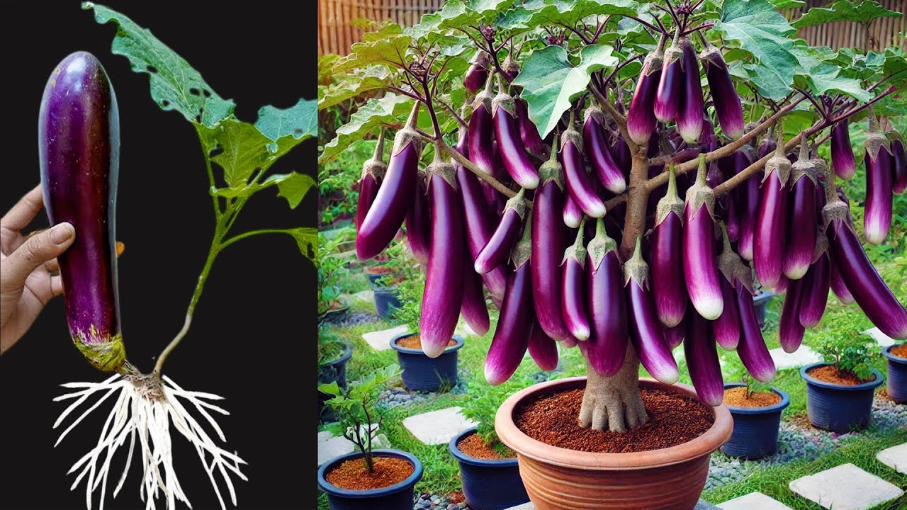 🔴LIVE 🌿Amazing how to propagate  eggplant trees from fruit get plenty of fruit all year round #live