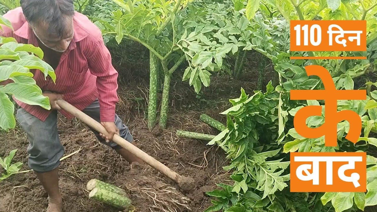 सूरन 110 दिन के बाद कितना होता है//सूरन की खेती,,🙏🙏 Suran ki farming//elephant yam farming