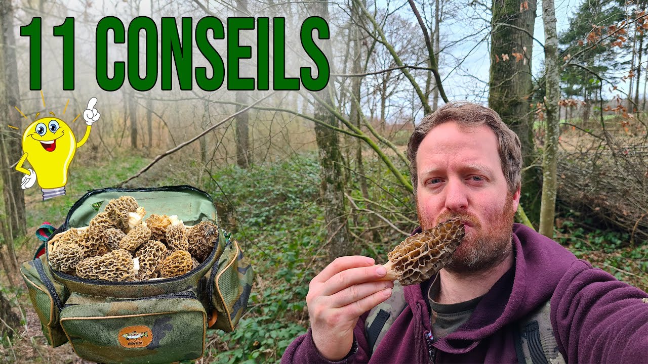 11 conseils pour trouver des morilles.