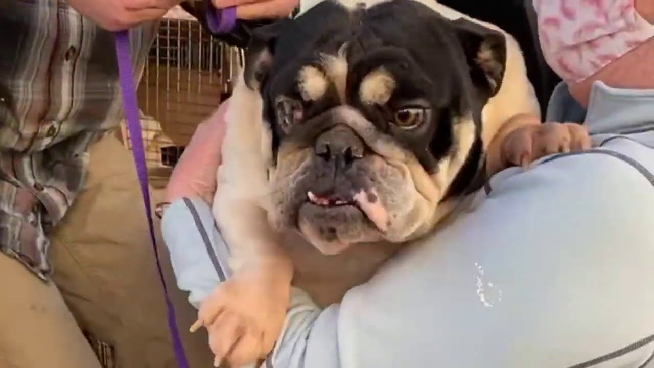 Previously LIVE Arrival and Off-Loading of 82 Puppy Mill/Commercial Breeding Rescue Dogs
