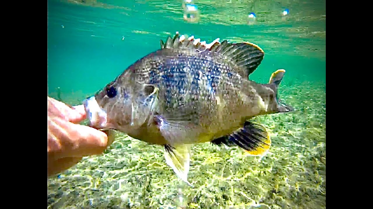 CRYSTAL CLEAR Frio River Fishing (Concan Tx)