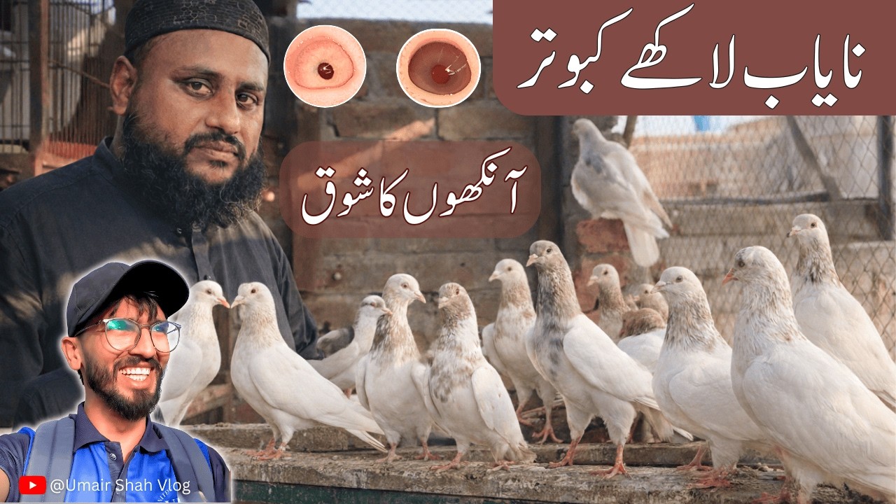 Nayab Lakha Kabootar | Purani & Asli Lakha Breed 2026