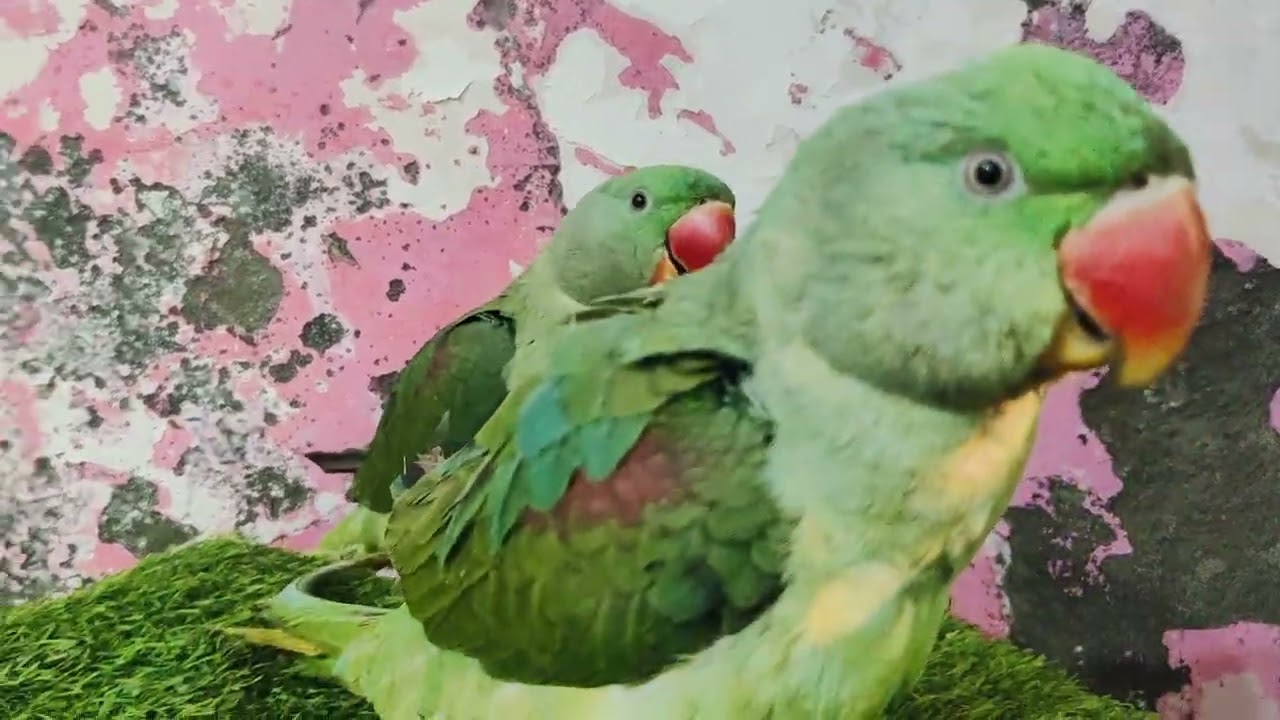 #mitthu# mitthu main mitthu# viral video#🙏🙏💐💐🦜🦜🦜🦜💐💐🙏🙏