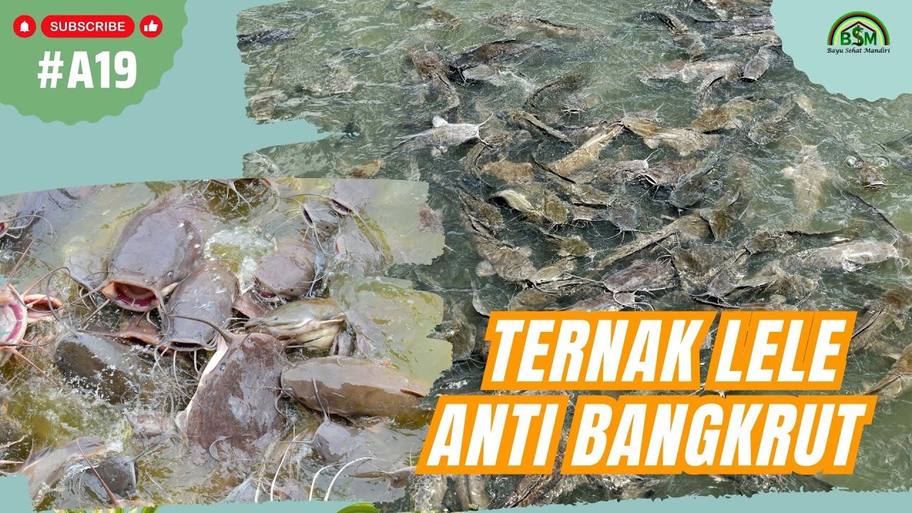 TIPS BUDIDAYA LELE AGAR TIDAK BANGKRUT