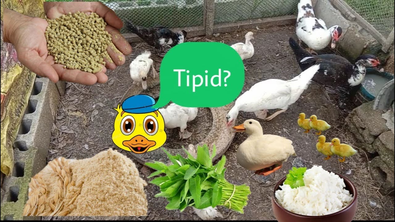 PAANO MAKA-TIPID NG PAG-KAIN NG ATING MGA ALAGANG MUSCOVY DUCKS? | Bibe, Muscovy ducks, Pato Atbp.