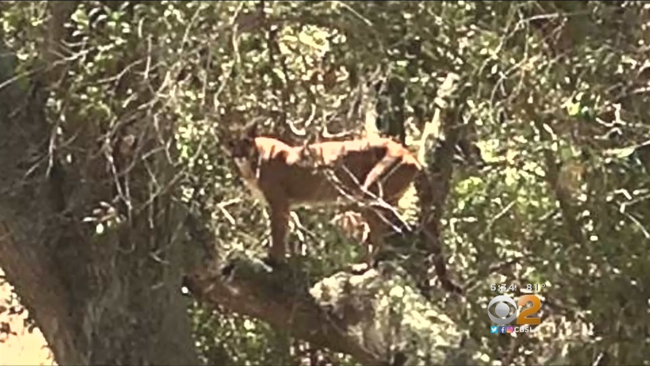 OC Cyclist Has Close Encounter With Mountain Lion