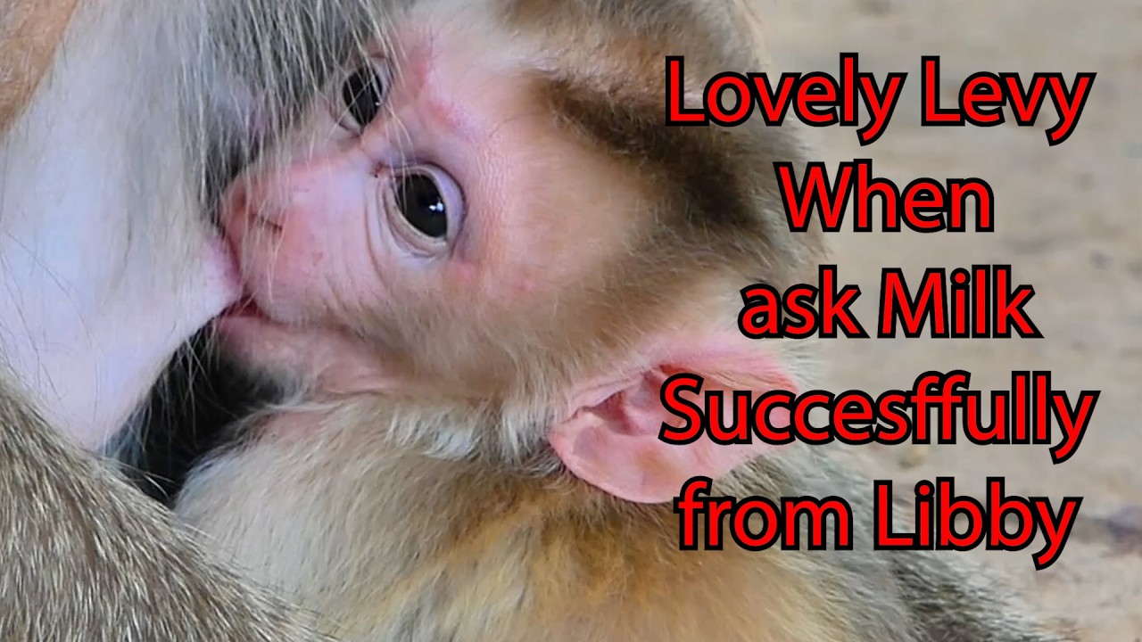 Adorable Newborn Levy ask milk successfully from Libby , Wildlife