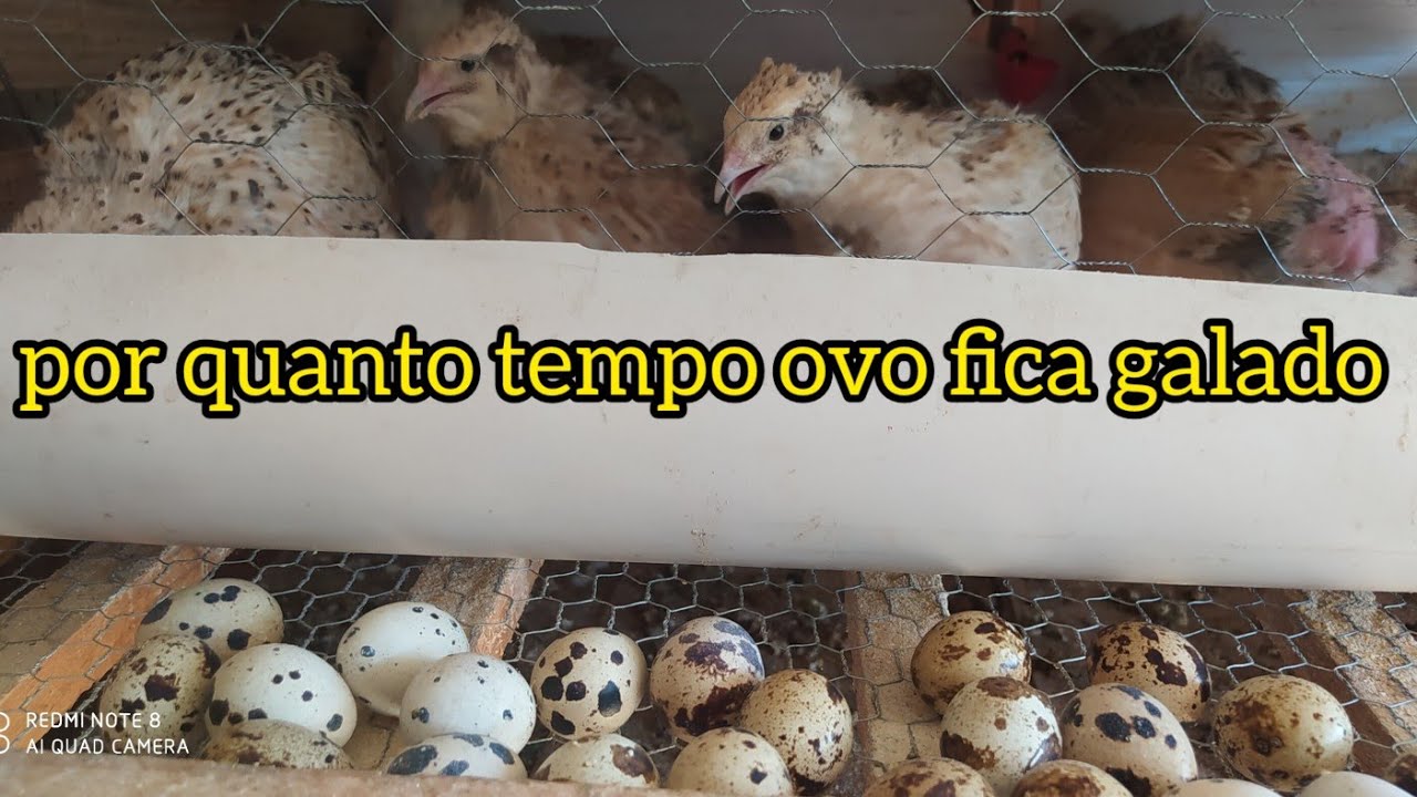 Por quanto tempo um ovo fica Galado