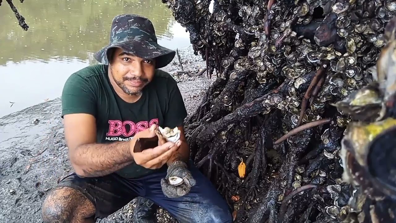 Tirando ostras dentro da lama
