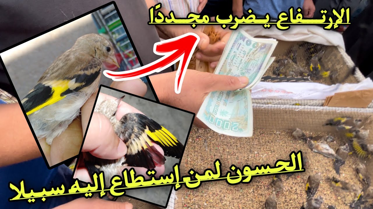 أسعار الحسون تقفز إلى أرقام و أثمان جديدة هذا الاسبوع من سوق بودواو و عودة الهواة القداما للهواية