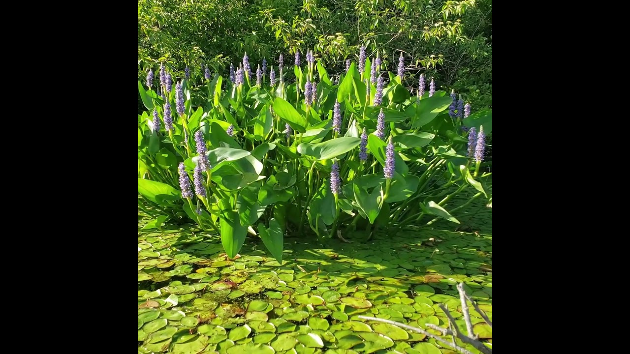 Glade Run Lake