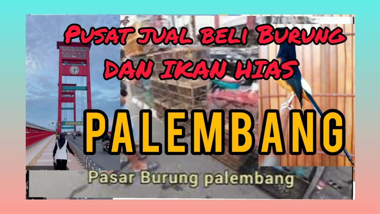 PASAR BURUNG PALEMBANG ( sanex combet )