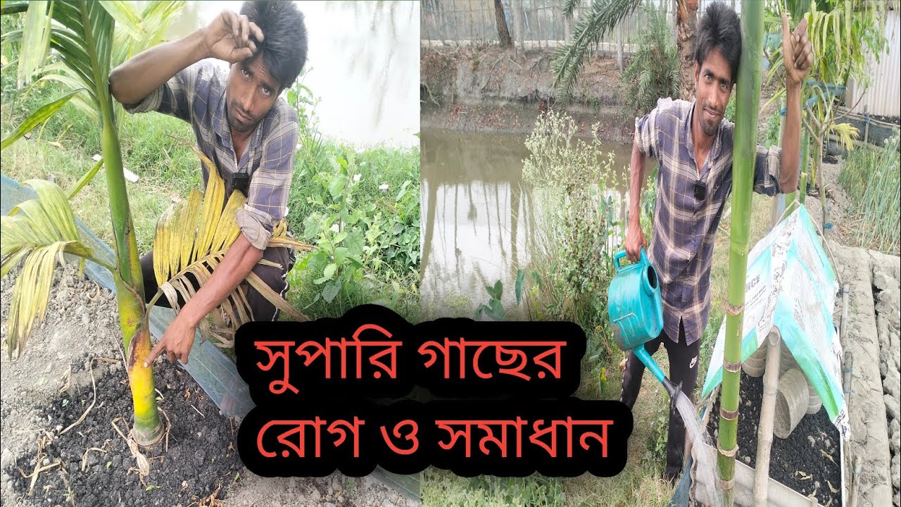 সুপারি গাছের যত্ন ও পরিচর্যা। Betel nut tree care and maintenance
