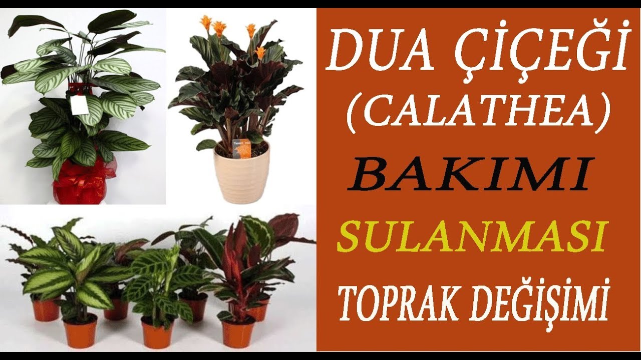 Dua çiçeği ( Calathea ) bakımı, sulanması ve toprak değişimi.  Calathea flower care