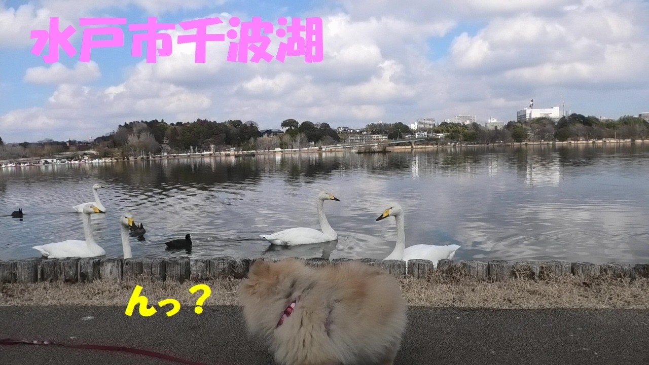 2026.02.18　千波湖