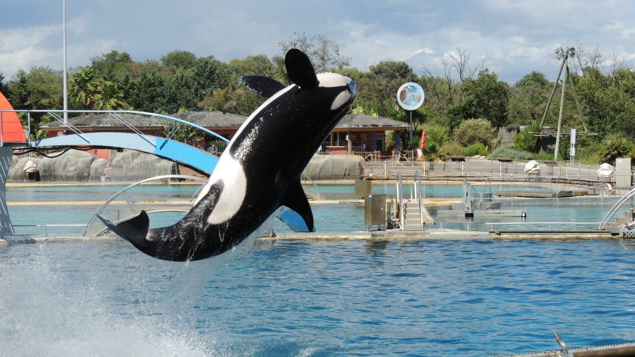Les orques - Marineland 2014