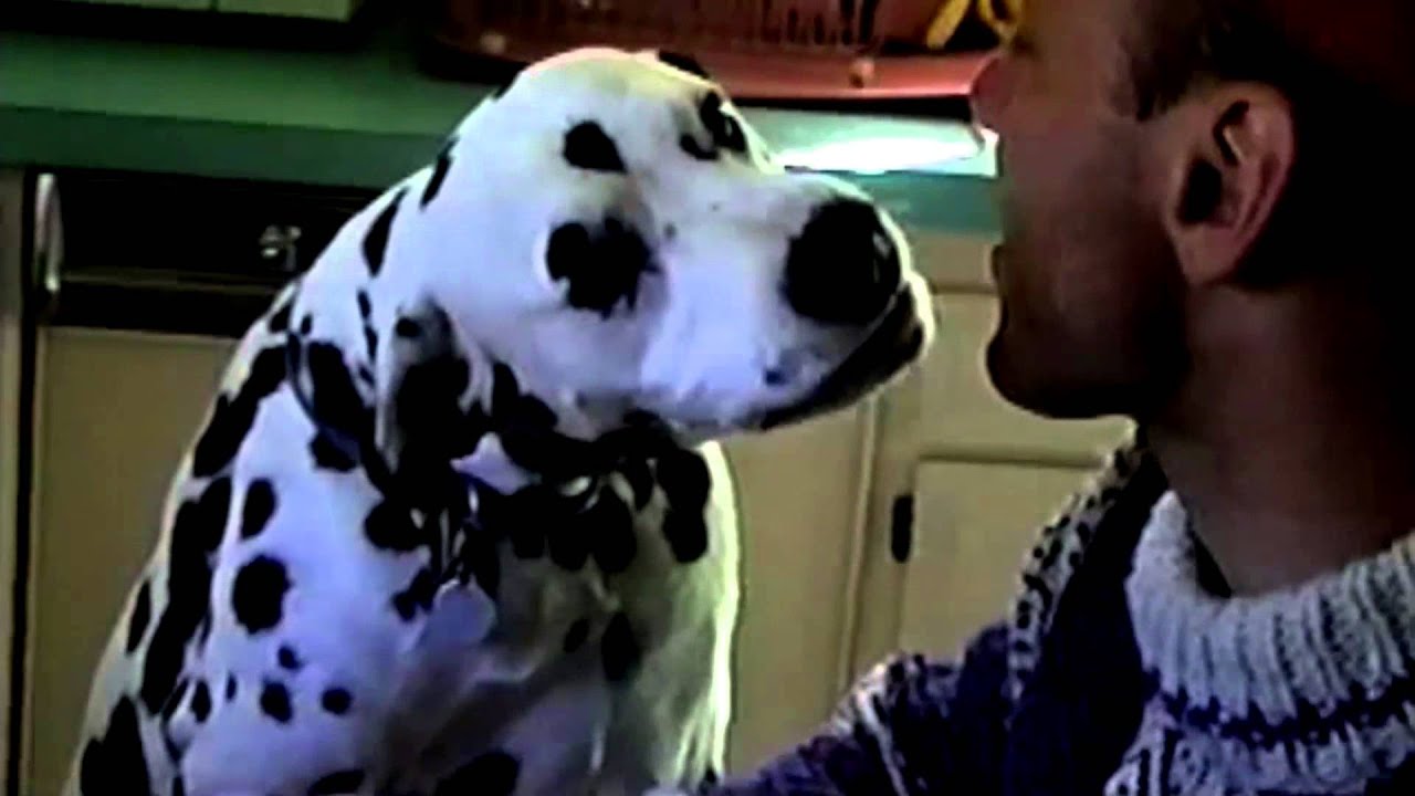 Dalmatian Kisses For Pancakes