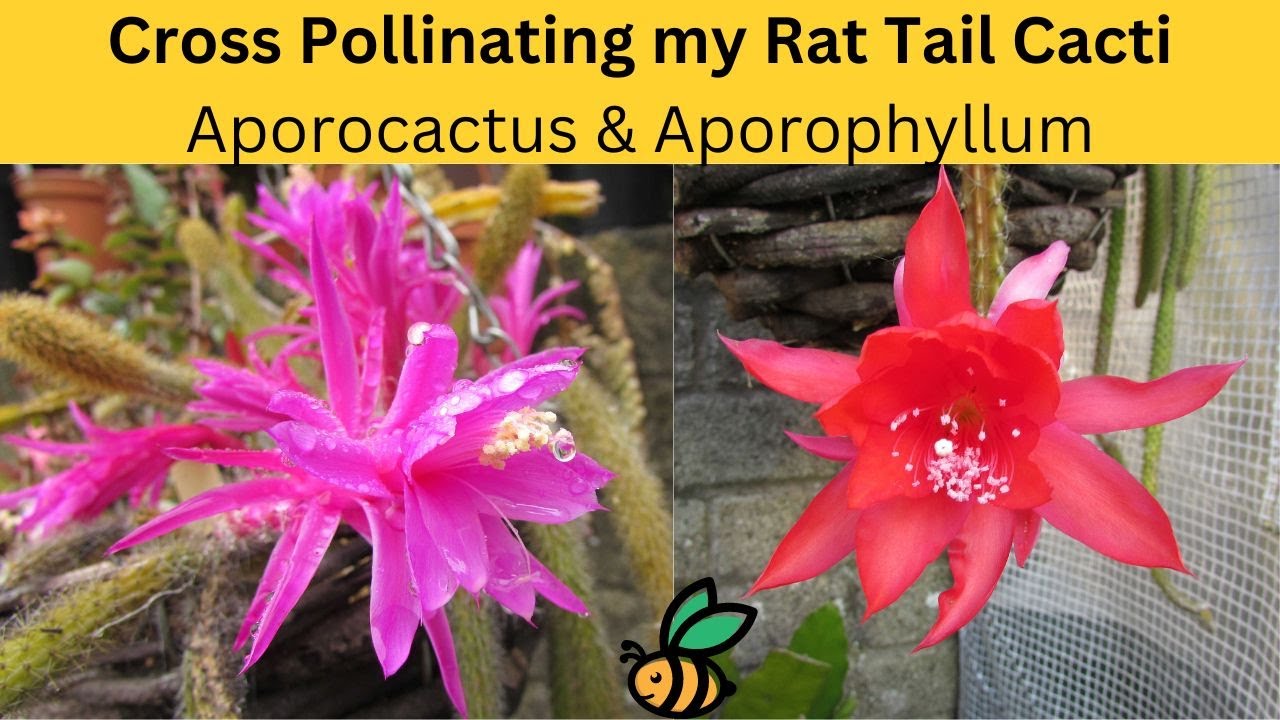Cross Pollinating my Rat Tail Cacti | Aporocactus & Aporophyllum #cacti #cactus
