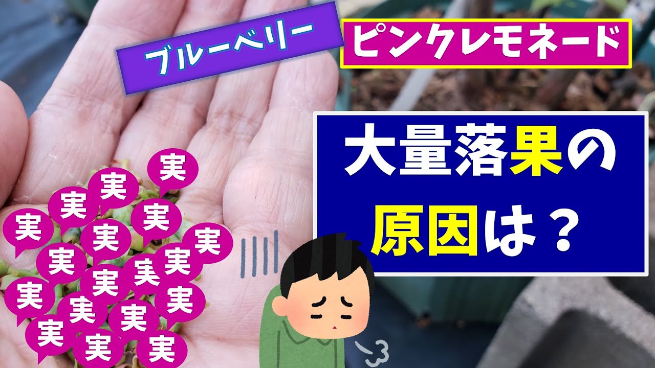 ブルーベリー栽培：大量落果の原因は？