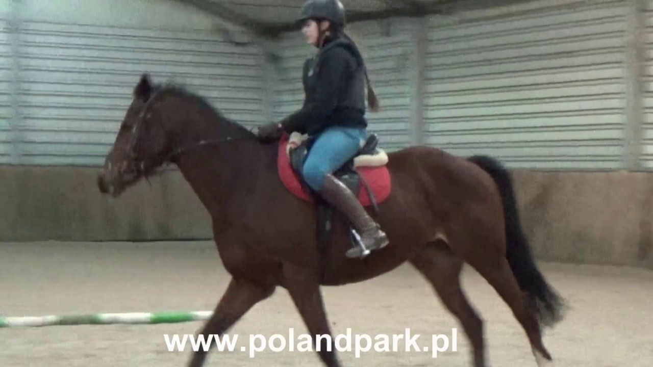 SKJ Poland Park - 20161216  - film szkoleniowy, trening ujeżdżeniowy
